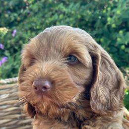 Sycamore Canyon's Cove - Caramel red male Australian Labradoodle puppy in Riverside, California from Sycamore Canyon Labradoodle