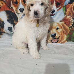 Blaze - Parti male Poodle puppy in Cleburne, Texas from Lone Star Standard Poodles LLC