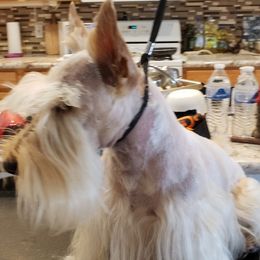 Diesel - Scottish Terrier