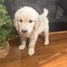 Baby Belle - Cream female Goldendoodle puppy in Louisburg, North Carolina from Lakes Golden Doodles