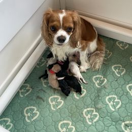 Cavapoo puppies from Perfectly Playful Doodles