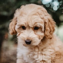 Goldendoodle Puppies from Emma Doodles