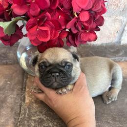 Red collar - Fawn male Pug puppy in Tucson, Arizona from Furever Friends