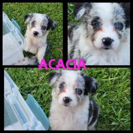 Girl 2 - Blue merle Australian Shepherd puppy in London, Kentucky from Stormy Creek Aussies
