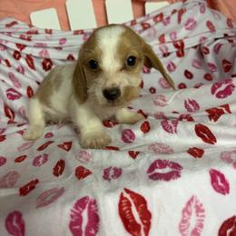 George - Piebald male Dachshund puppy in Lake City, Florida from My Ditzy Doxies of Florida