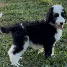 Kat - Black and white female Sheepadoodle puppy in Joelton, Tennessee from PC Pampered Parti's