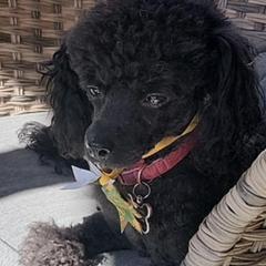 Cavalier King Charles Spaniels, Cavapoos, and Poodles from Far West Texas Oodles of Cavoodles & Cavi's