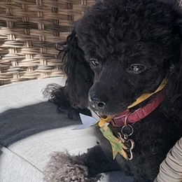 Cavalier King Charles Spaniels, Cavapoos, and Poodles from Far West Texas Oodles of Cavoodles & Cavi's