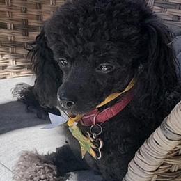 Cavalier King Charles Spaniels, Cavapoos, and Poodles from Far West Texas Oodles of Cavoodles & Cavi's
