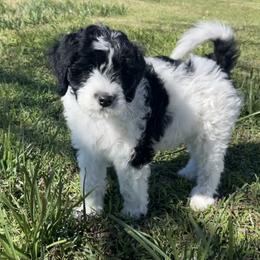 Everest - Tri-color male Bernedoodle puppy in Waco, Texas from Hope Valley Doodles