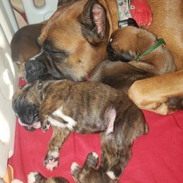 Boxer Puppies from SmashBox Kennel