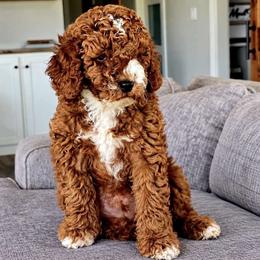 Flynn - Red  male Goldendoodle puppy in Idabel, Oklahoma from Kay Kay’s Poodles & Doodles