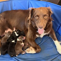 Australian Shepherd Puppies from Discovery Hill Australian Shepherds