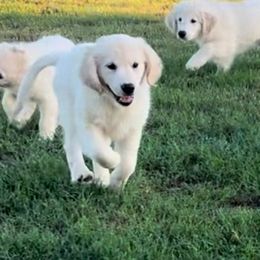 Girl 2 - Abigail Adams - Light golden Golden Retriever puppy in Millsap, Texas from Cool Oaks Farm
