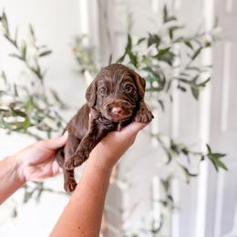 Bourbon - Chocolate male Goldendoodle puppy in Greencastle, Indiana from Willow & Co.