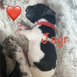 Boy 1 - male German Shorthaired Pointer puppy in Conroe, Texas from The Tipsy Rabbit