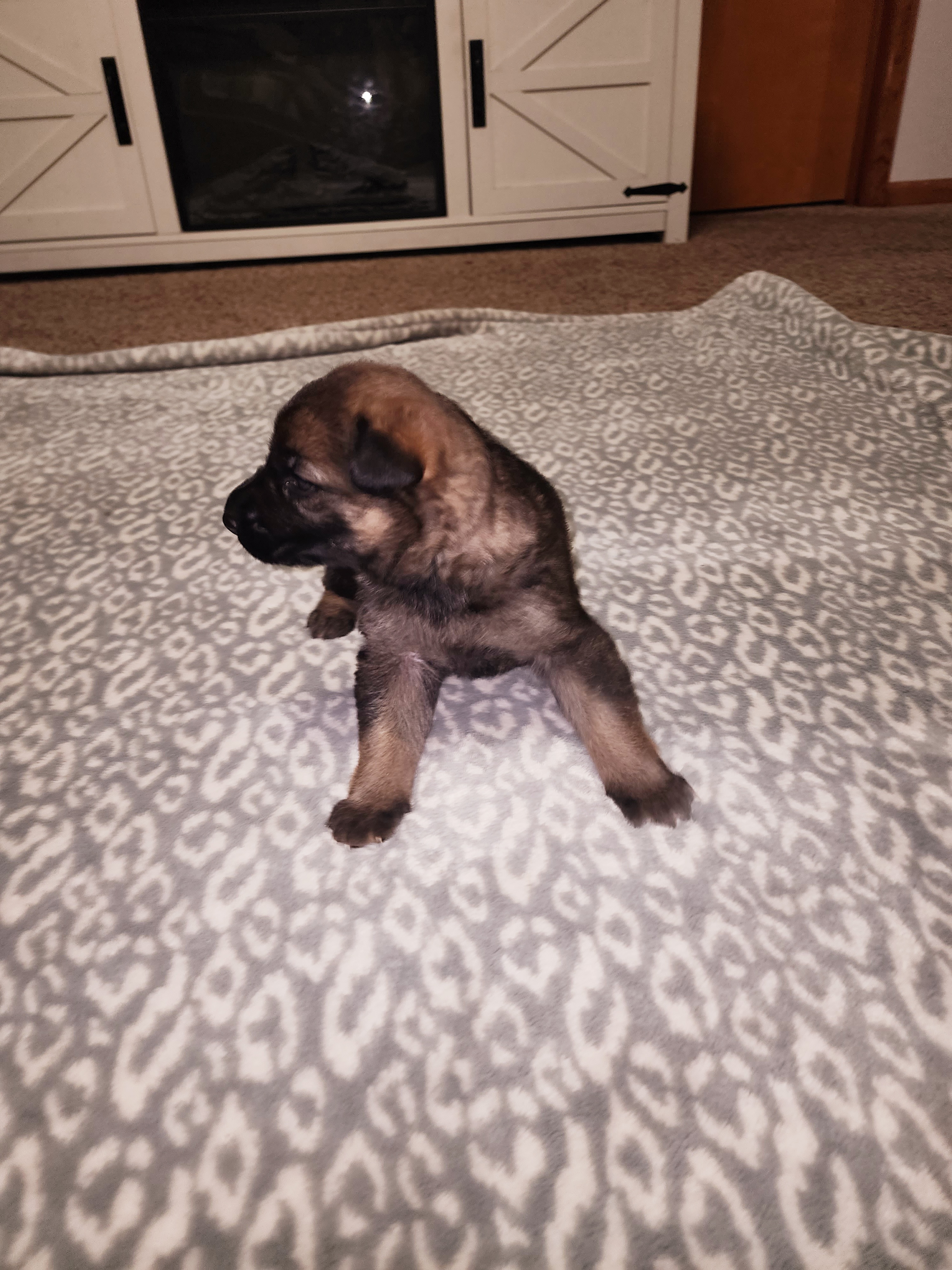 Gamora - Sable female German Shepherd puppy in Kingman, Kansas from Tiny Titans K9