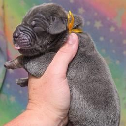 Blue tan or brindle point yellow - Blue male Great Dane puppy in Port Clinton, Ohio from LakeSide Danes