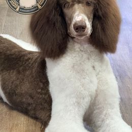 The Olympus Divine Elysia - Poodle