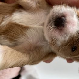 Cockapoo Puppies from ApplebyFarm