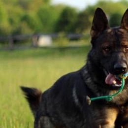 German Shepherds from Vom Rich Haus