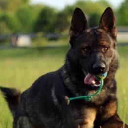 German Shepherds from Vom Rich Haus