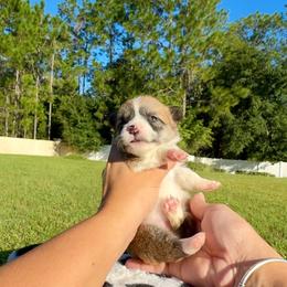 Winnie - Red and white female American Corgi puppy in Florida from Sunrise Corgis