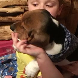 Basset Hound Puppies from Muggsk-9obedience