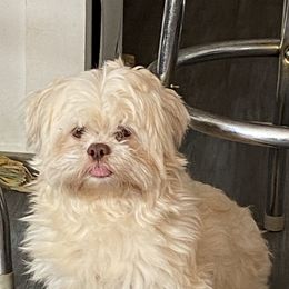 Shih Tzu All Grown Up from Oodles of Poodles & Doodles