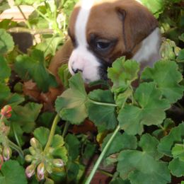 Boxer Puppies from Chippewa Valley Boxers