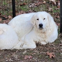 Freya - Maremma Sheepdog