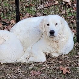 Freya - Maremma Sheepdog