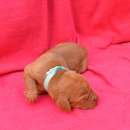 Vizsla Puppies from Summit Vizsla (we can deliver to you)