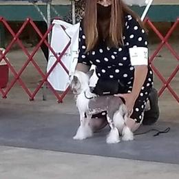 Chinese Crested and Mi-Ki Puppies from Elegant Tiny Paws