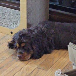 Dusty - Cocker Spaniel