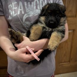 Miss Pink - Black and red female German Shepherd puppy in Lawton, Michigan from Free Indeed Shepherds