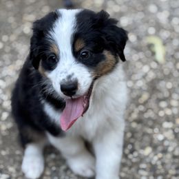 Australian Shepherd Puppies from Abigail’s Angels Australian Shepherds