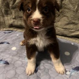 Dasher - Red tri-color male Australian Shepherd puppy in Rose Hill, North Carolina from Motega Australian Shepherds