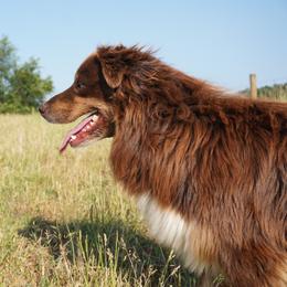 Kenai - Australian Shepherd