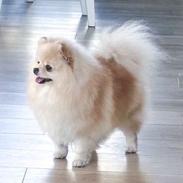 Bazie Mae - Pomeranian