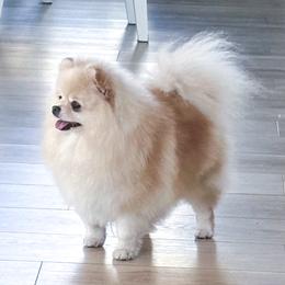 Bazie Mae - Pomeranian
