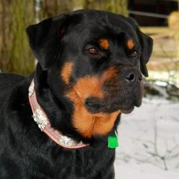 Grace - Rottweiler