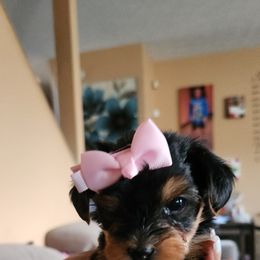 Yorkshire Terrier Puppies from Parti Time Yorkies Indy
