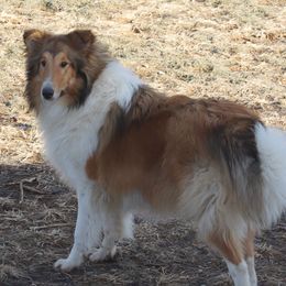 Indy - Collie