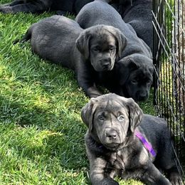 Labrador Retriever Puppies from Silver Labrador of Southern California