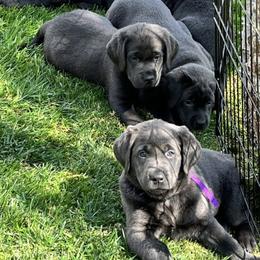 Labrador Retriever Puppies from Silver Labrador of Southern California