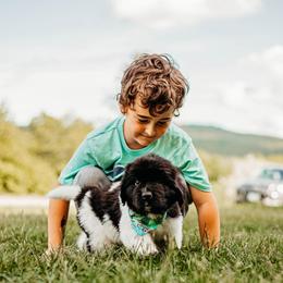 Newfoundland Puppies from Kinson Ridge Giants