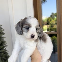 Prescott - Merle male Bernedoodle puppy in Yuba City, California from Ranch House Doodles