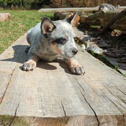 Heron - Blue mottled female Australian Cattle Dog puppy in Mena, Arkansas from Red Desert Australian Cattle Dogs