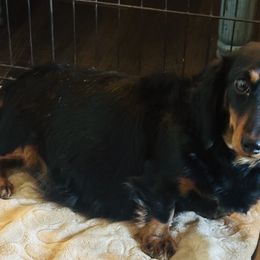 Bella - Dachshund